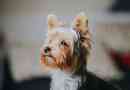 Mennyibe kerül a yorkshire terrier?